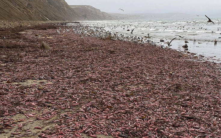 «Ψάρια-φαλλοί» ξεβράστηκαν στην Καλιφόρνια