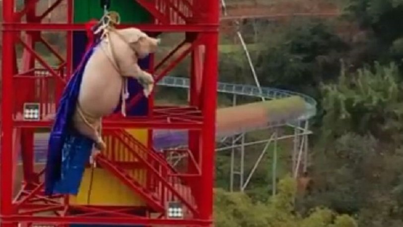 Φρίκη: Ανάγκασαν γουρούνι να κάνει bungee jumping για διαφήμιση (βίντεο)