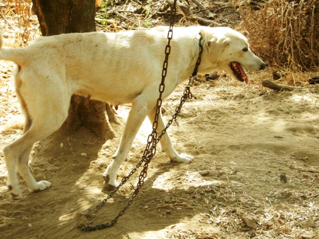 Έξι χρόνια χωρίς αναστολή για παράνομη εκτροφή και κακοποίηση 25 ζώων