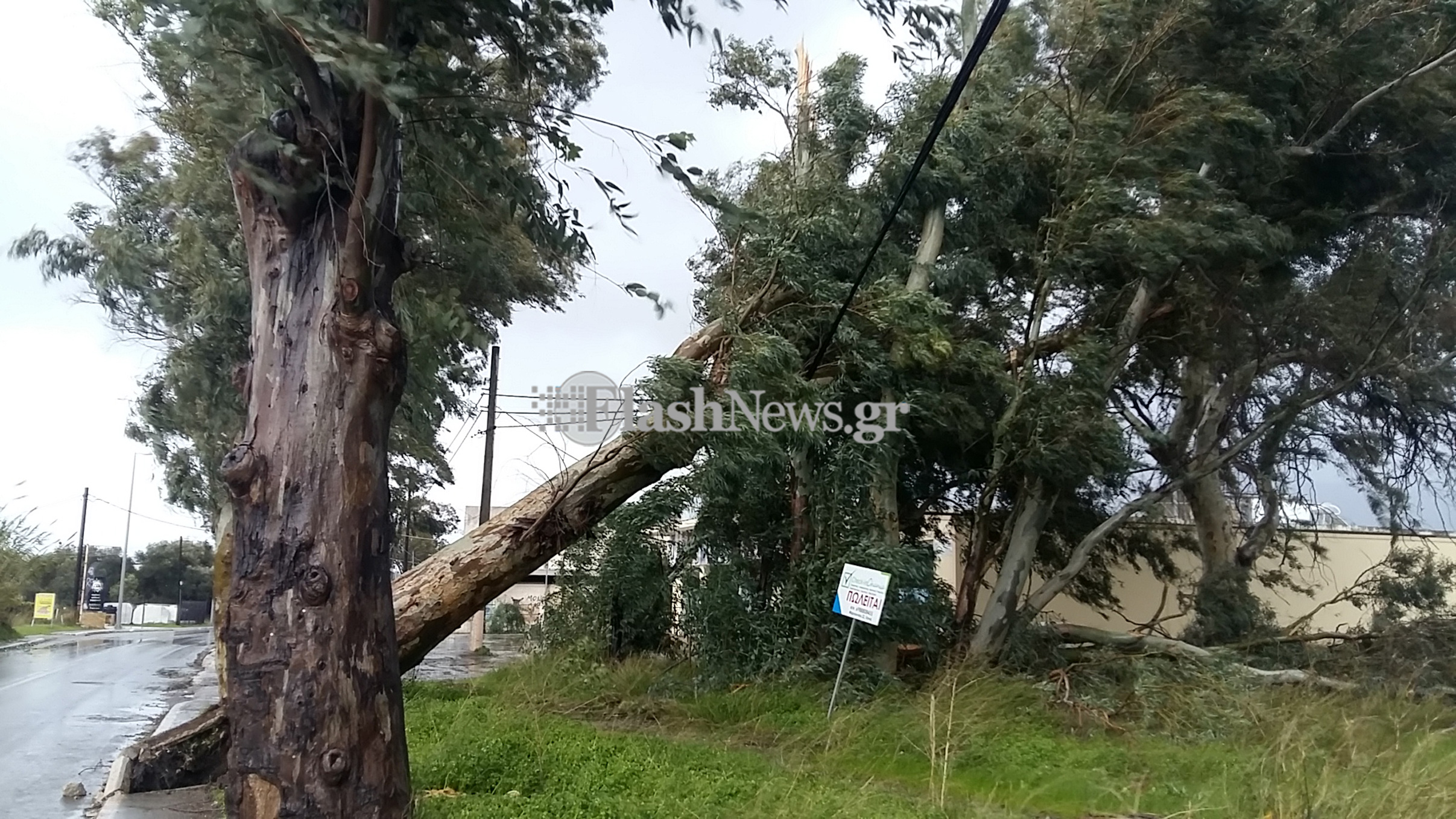 Ξεπατώθηκε ολόκληρο δέντρο στη λεωφόρο Σούδας, ξηλώνοντας το πεζοδρόμιο (φωτο-βίντεο)