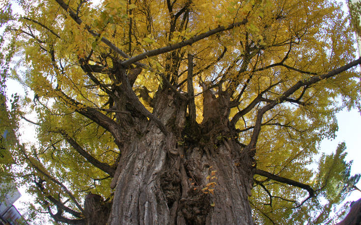 Το μυστικό που επιτρέπει στα δέντρα να ζουν ακόμα και χιλιάδες χρόνια