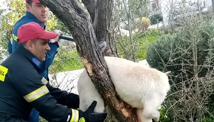 Ηράκλειο: Μικρά παιδιά έστειλαν φωτο του σκύλου για βοήθεια και η Πυροσβεστική τον έσωσε