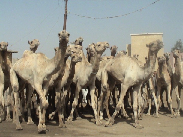 Καταδικασμένος για βιασμό και φόνο 12χρονης, αποφυλακίστηκε δίνοντας…75 καμήλες!