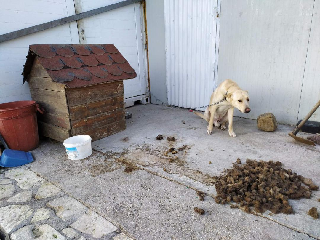 Συνέλαβαν άνδρα στο Καστέλι για κακοποίηση σκύλου