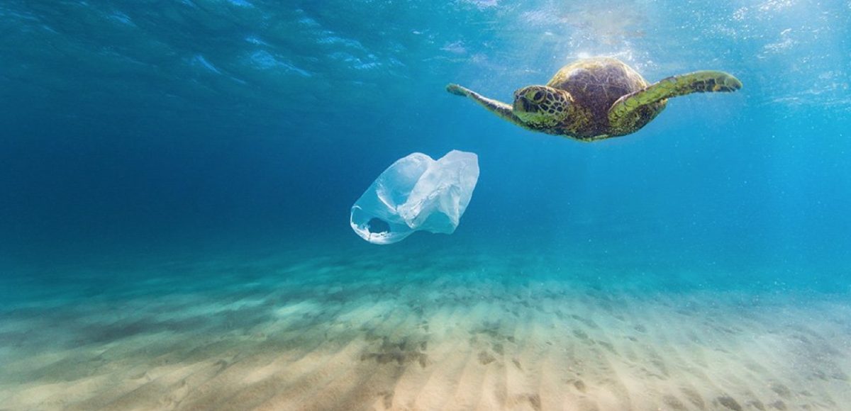 Tο 70% των θαλάσσιων χελωνών του «ΑΡΧΕΛΩΝ» είχε καταπιεί πλαστικά