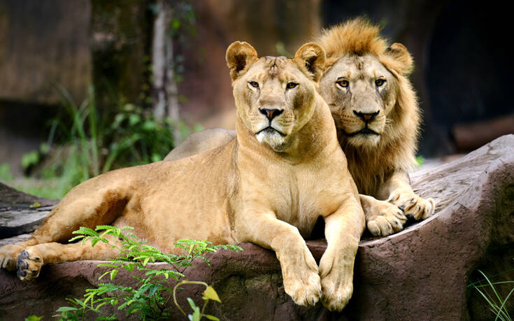 Η Νότια Αφρική θα απαγορεύσει την εκτροφή λιονταριών σε αιχμαλωσία