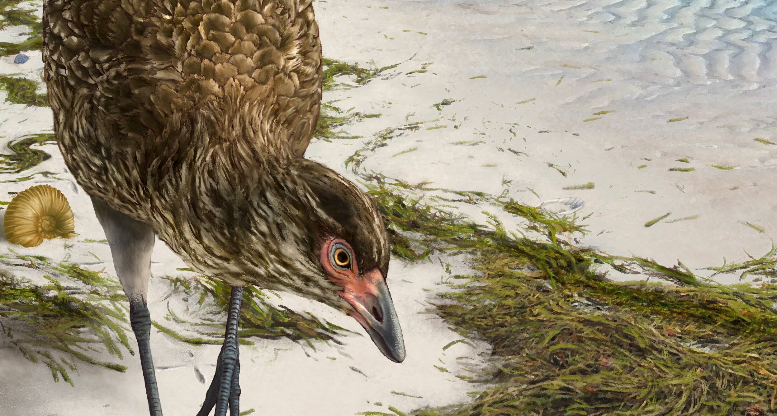 Ανακαλύφθηκε το αρχαιότερο απολίθωμα σύγχρονου πουλιού που έζησε πριν 67 εκατ. χρόνια