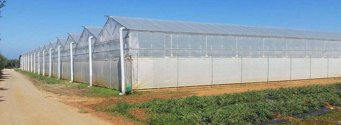 Αποζημιώσεις λόγω κορωνοϊού ζητούν οι παραγωγοί θερμοκηπιακών καλλιεργειών Κρήτης