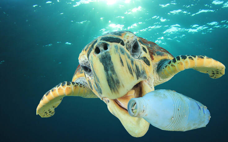 Θαλάσσιες Χελώνες – Εξελικτική «παγίδα» τις κάνει να τρώνε πλαστικό