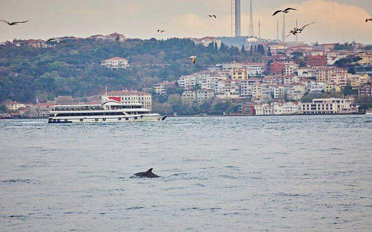 Κωνσταντινούπολη – Κορωνοϊός: Τα δελφίνια χαίρονται έναν Βόσπορο γαλήνιο χάρη στο lockdown