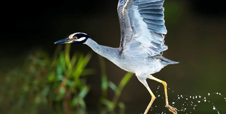 Τα όμορφα, εξωτικά πτηνά της Κόστα Ρίκα