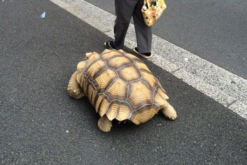 Απαγόρευση κυκλοφορίας: Πρόστιμο 400 ευρώ σε 60χρονη που έβγαλε βόλτα τη… χελώνα της!