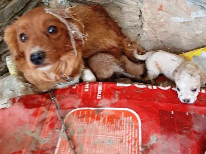 Εντοπίστηκαν τυχαία 17 εξαθλιωμένα βαρελόσκυλα στον δήμο Καντάνου – Σελίνου (φωτο)