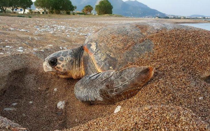 Δύο θαλάσσιες χελώνες εντοπίστηκαν νεκρές σε παραλίες της Καβάλας