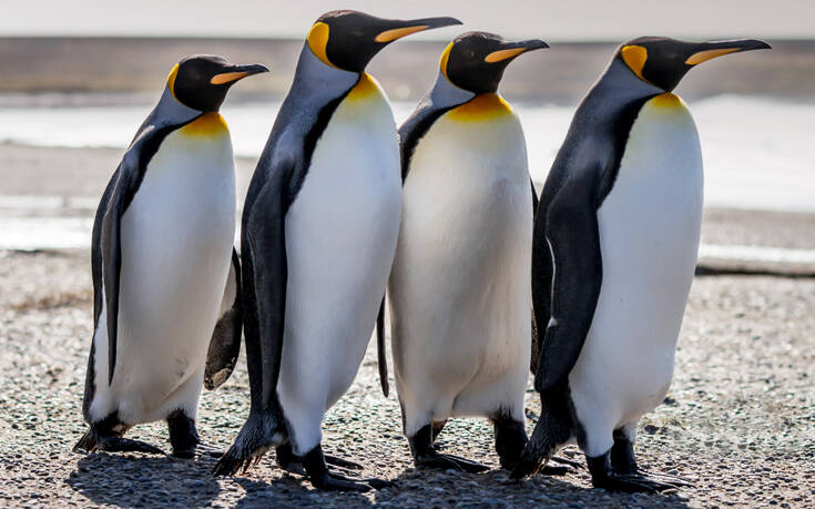 Ερευνούσαν τα περιττώματα των πιγκουίνων και έπαθαν κάτι που δεν θα ξεχάσουν ποτέ