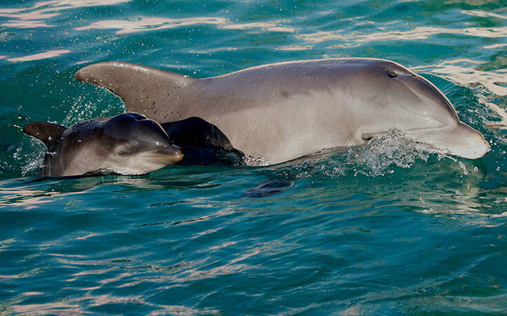 Γαλλία: Αριθμός ρεκόρ νεκρών δελφινιών ξεβράζεται στις ακτές της χώρας