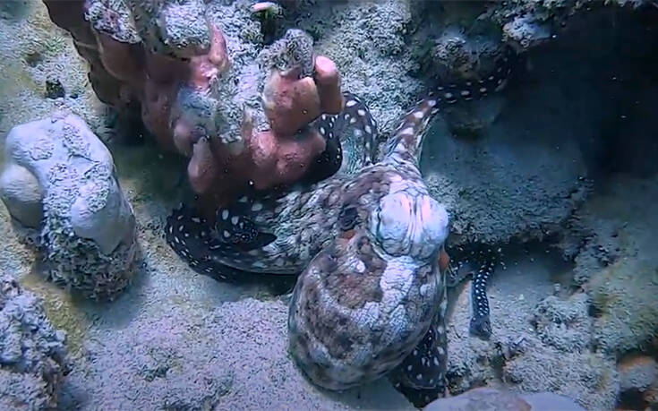 Το εντυπωσιακό καμουφλάζ χταποδιού σε κοράλι