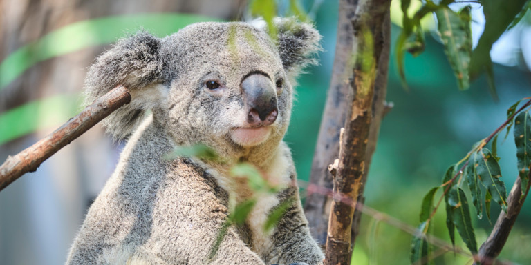 Αυστραλία: Με εξαφάνιση ως το 2050 απειλούνται τα κοάλα στη Νέα Νότια Ουαλία