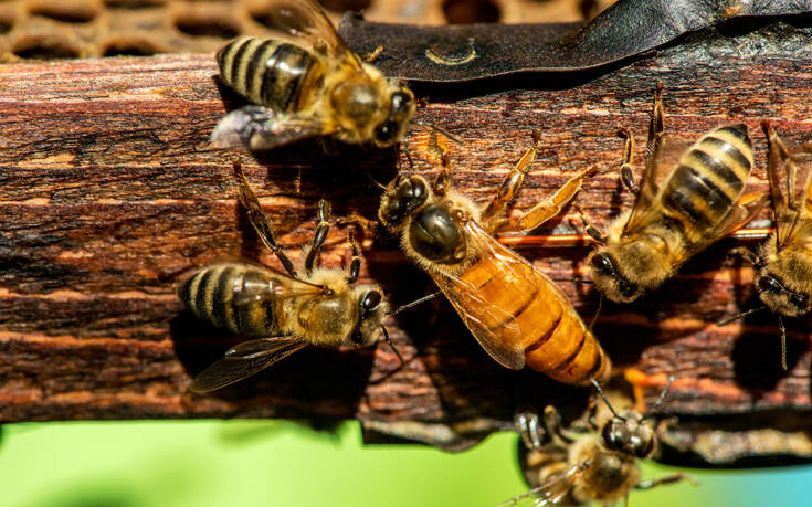 Έτσι καθορίζουν οι μέλισσες τη βασίλισσά τους