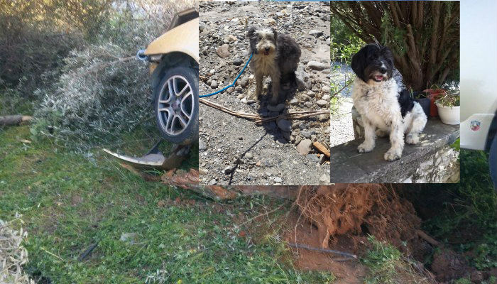 Τροχαίο Βουκολιές: Βρέθηκε το ένα σκυλάκι του 60χρονου που είναι στην εντατική