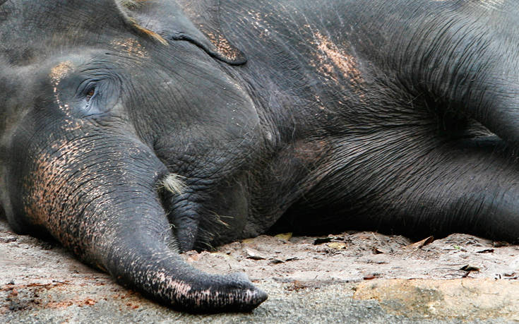 Μυστήριο με εκατοντάδες θανάτους ελεφάντων: Τι πιστεύουν οι επιστήμονες
