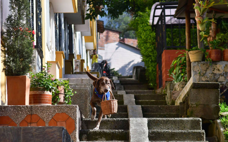Σκύλος κάνει delivery από μίνι μάρκετ εν μέσω πανδημίας
