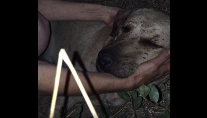 Απίστευτη κακοποίηση σκύλου στην Κρήτη (βίντεο)
