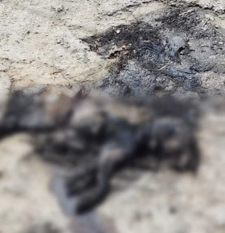 Κτηνωδία σε σκύλο στα Χανιά – Τον έκαψαν και τον άφησαν σε κοινή θέα (φωτο)