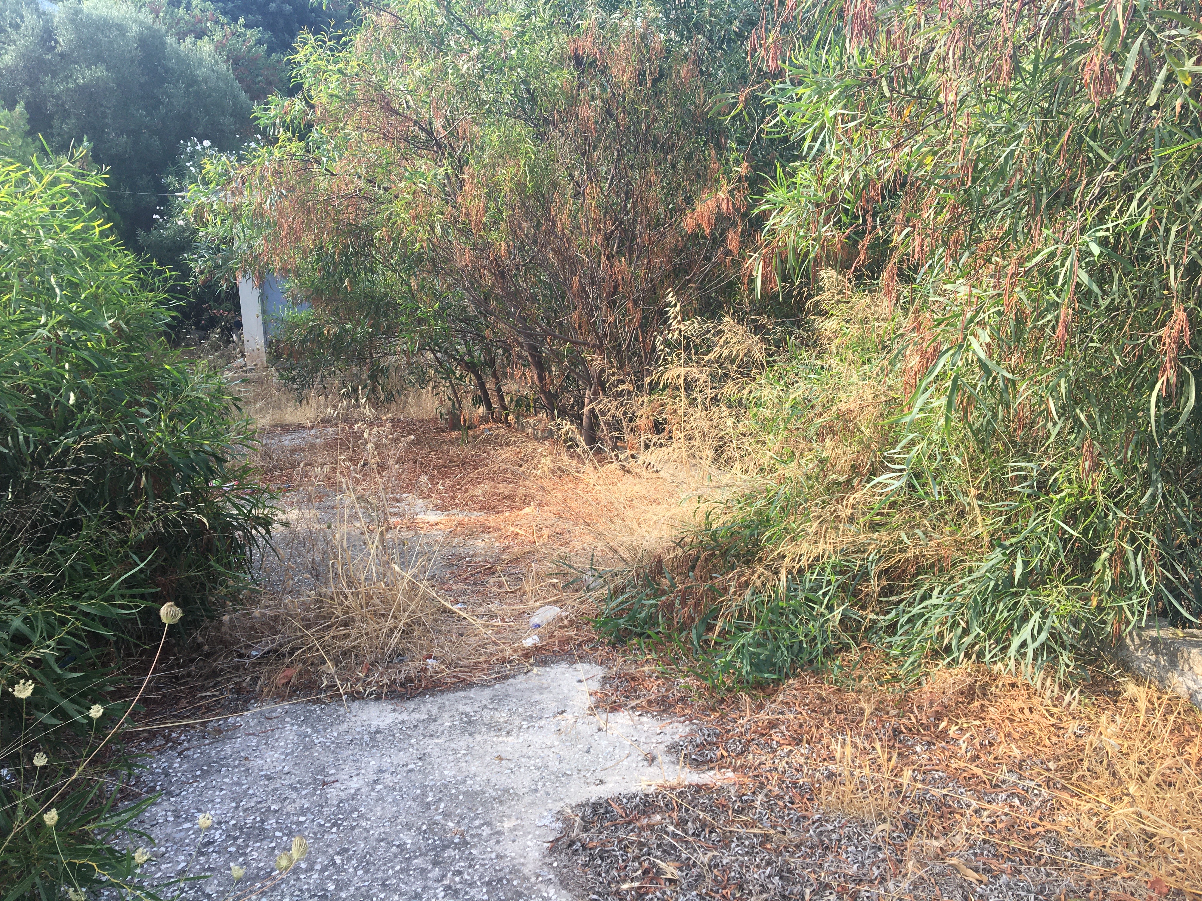 Χανιά: Κίνδυνος φωτιάς στον ΒΙΟΠΑ από ξερά χόρτα και σκουπίδια (φωτο)