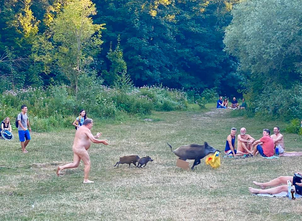 Απίστευτες φωτο: Γυμνός άνδρας τρέχει πίσω από αγριογούρουνα που του έκλεψαν το λάπτοπ!