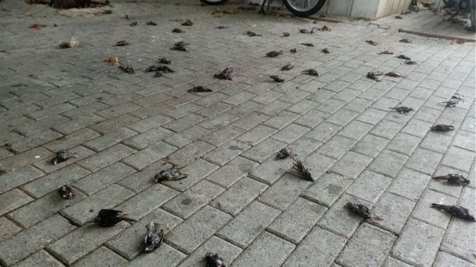 Απίστευτες εικόνες στη Χαλκίδα με εκατοντάδες νεκρά πουλιά στην παραλία