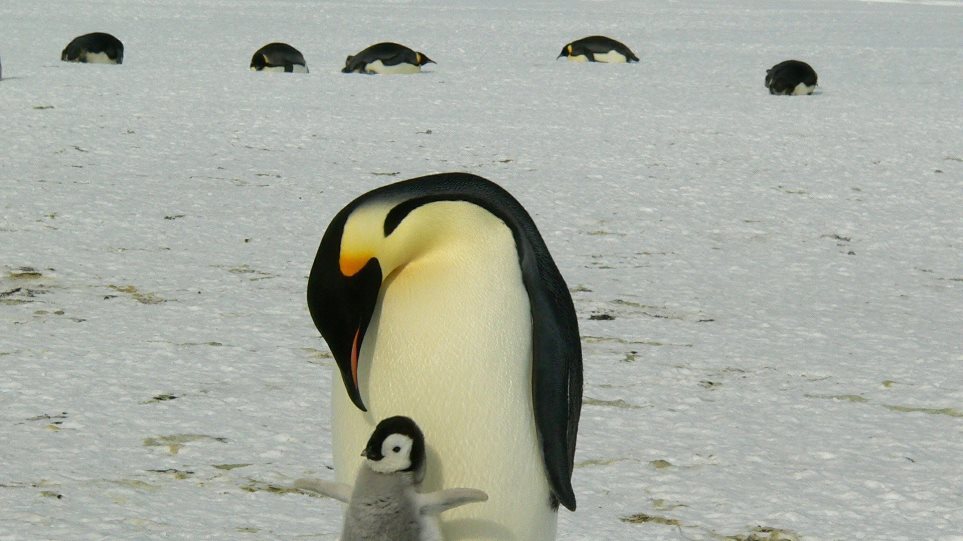 Δορυφόρος ανίχνευσε νέες αποικίες πιγκουίνων από τα…περιττώματα που αφήνουν στους πάγους
