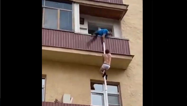 Βίντεο από τηλεοπτική σειρά τελικά ο εραστής που δραπέτευσε από το μπαλκόνι!