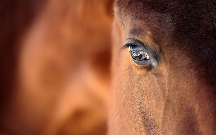 Μυστήριο με ακρωτηριασμό αλόγου στη Σουηδία: Βρέθηκε νεκρό. Του είχαν αφαιρέσει μάτι, αυτί