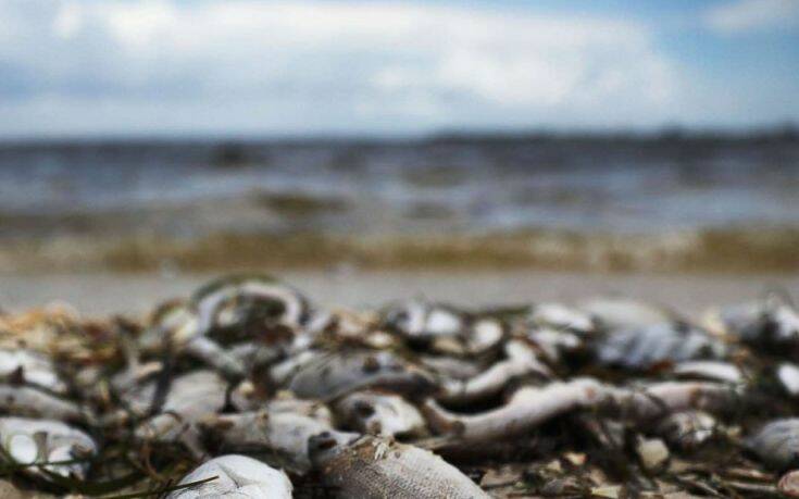 Σε τοξικά φύκια οφείλεται ο μαζικός θάνατος θαλάσσιων ζώων στην Χερσόνησο της Καμτσάτκα