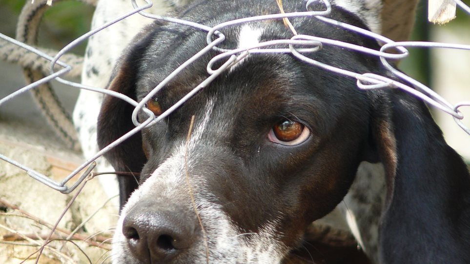 Κακοποίηση ζώων: Έρχονται αυστηρότερες κυρώσεις και ποινές – Αφορμή το συμβάν στα Χανιά