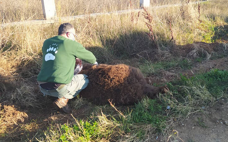 Νεκρή σε τροχαίο αρκούδα 250 κιλών στη Μεσοποταμία Καστοριάς