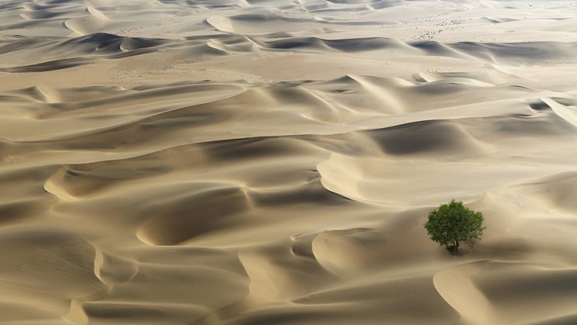 Και όμως οι έρημοι της Αφρικής είναι γεμάτες με δισεκατομμύρια δέντρα