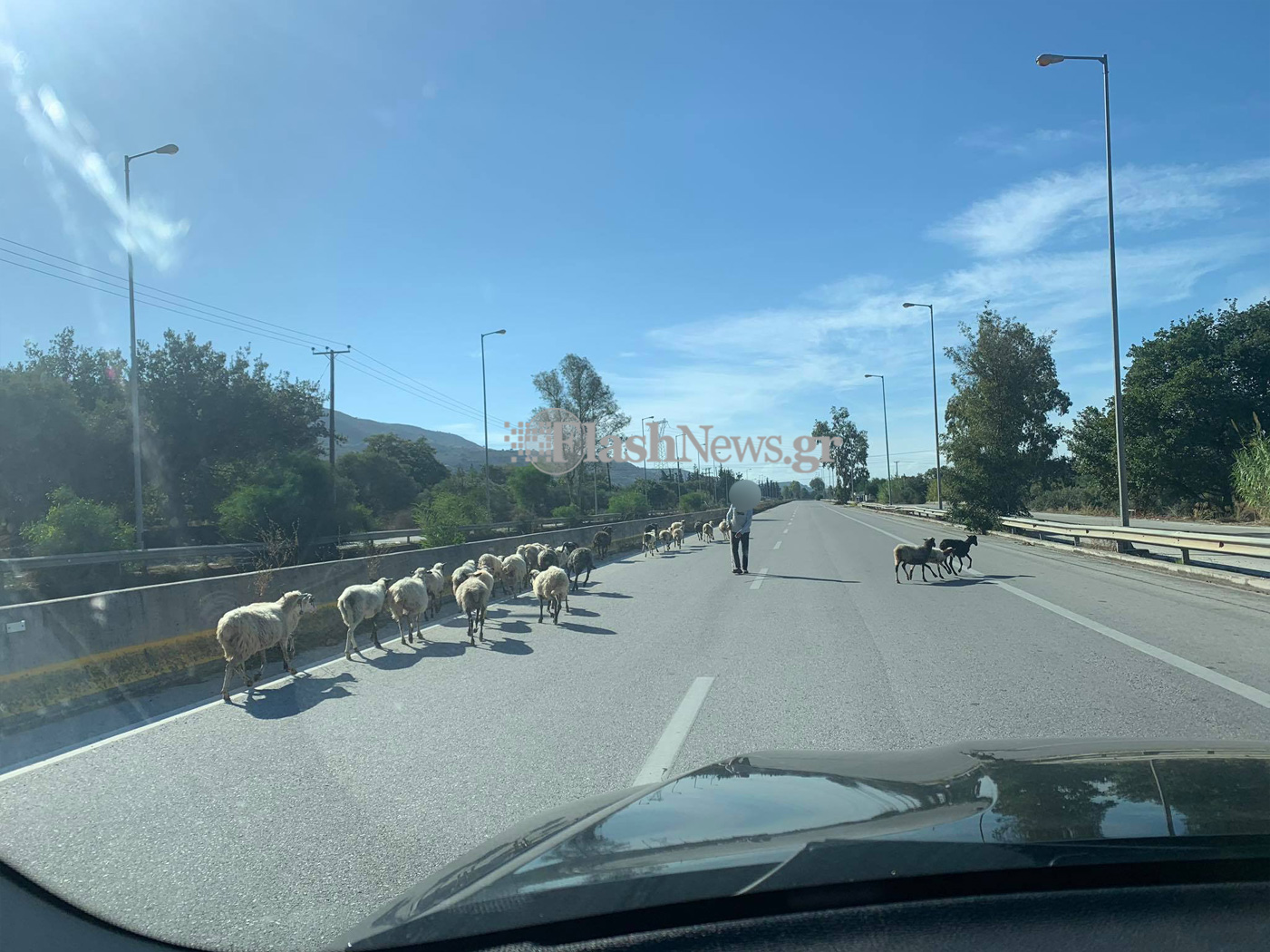 Απιστεύτες εικόνες!Πρόβατα μαζί με τον βοσκό κινούνται πάνω στην εθνική οδό Χανίων! (φωτο)