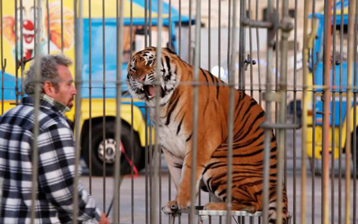 Η WWF και οι ζωολογικοί κήποι της Γερμανίας θέλουν να απαγορεύσουν το εμπόριο τίγρεων