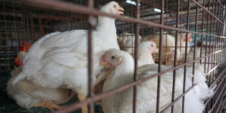 Ολλανδία -Γρίπη πτηνών: Προς σφαγή 200.000 πουλερικά
