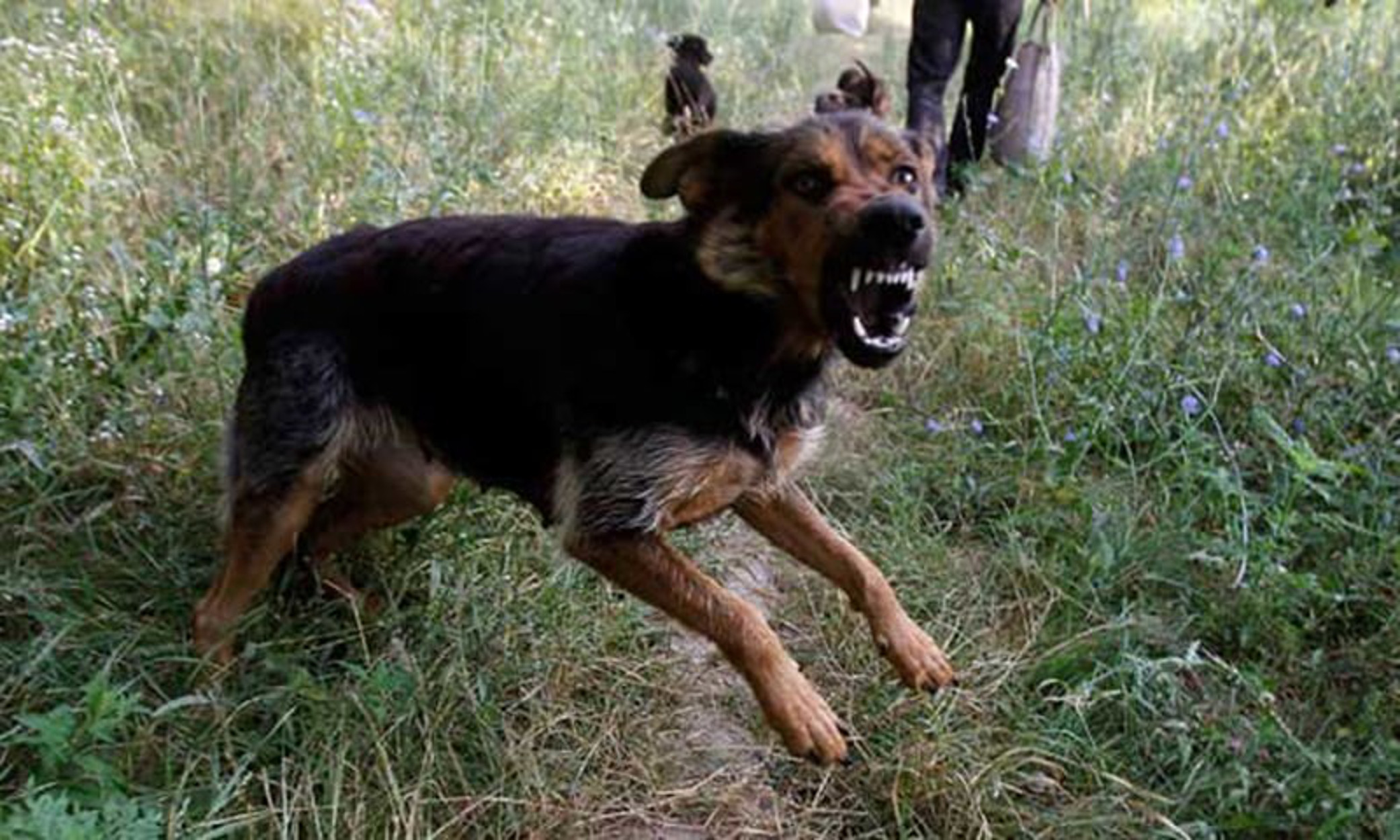 Σοκ στην Εύβοια: Σκυλιά κατασπάραξαν 60χρονη