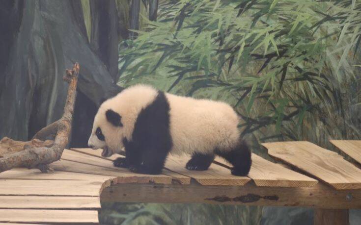 Ο Φαν Σινγκ έκλεψε την παράσταση στο ζωολογικό πάρκο Ouwehands στην Ολλανδία
