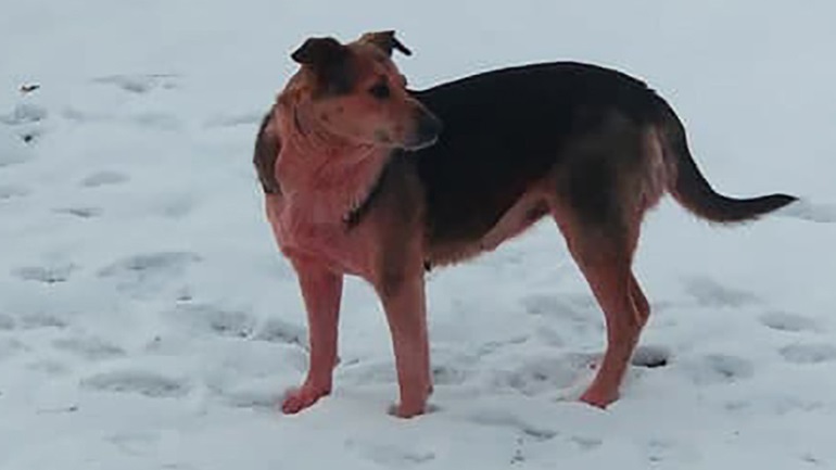 Μυστήριο στη Ρωσία: Σκυλιά αλλάζουν χρώμα και γίνονται… ροζ