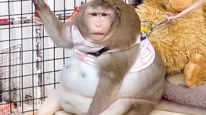 Ταϊλάνδη: Ο πίθηκος που είναι υπέρβαρος επειδή τρώει φαστ φουντ κάθε μέρα (βιντεο)