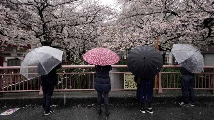 Ιαπωνία: Άνθισαν οι κερασιές αλλά οι άνθρωποι μπορούν μόνο να τις κοιτούν από μακριά