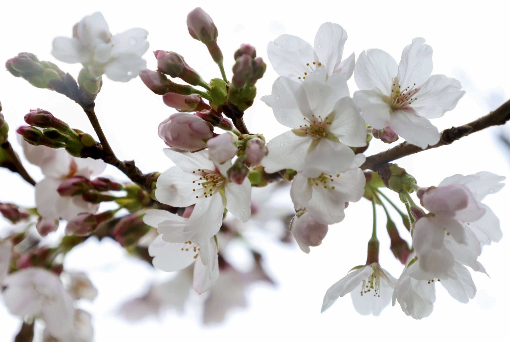 Γιατί οι κερασιές στην Ιαπωνία έφτασαν σε πλήρη ανθοφορία σε χρόνο ρεκόρ
