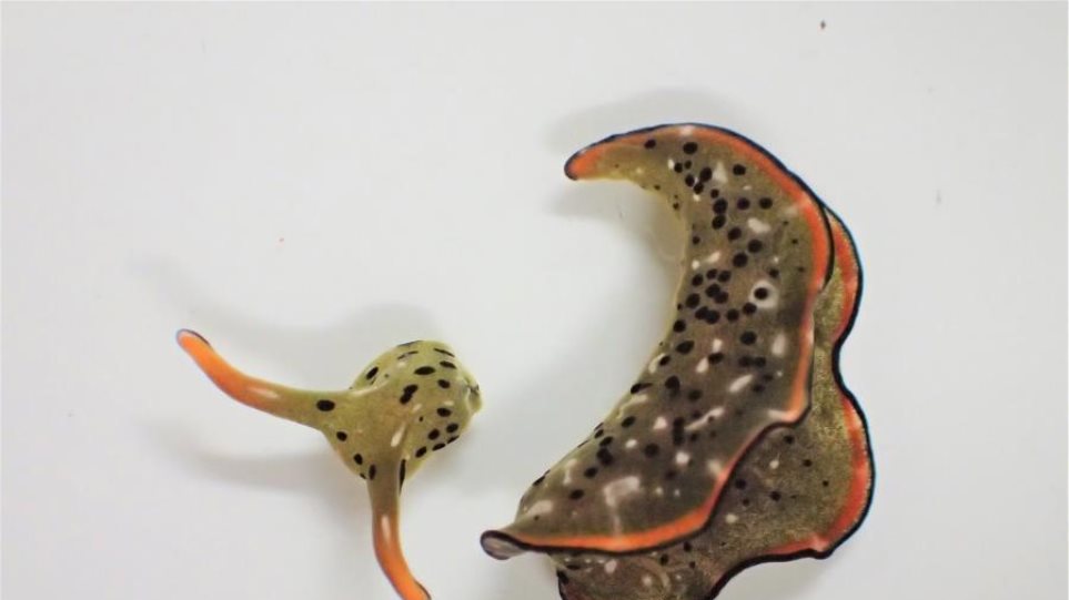 Βρέθηκαν θαλάσσια σαλιγκάρια που αυτο – αποκεφαλίζονται και δημιουργούν νέο σώμα