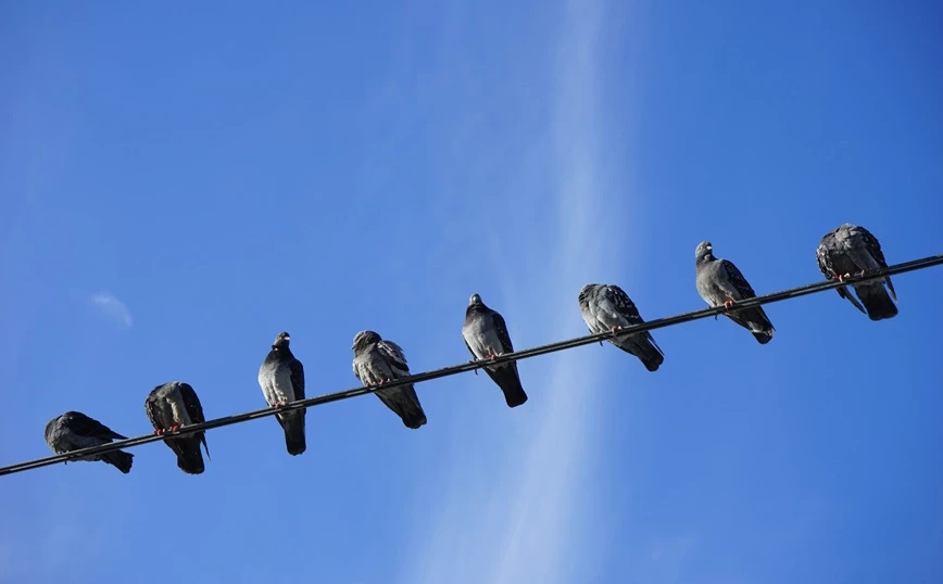 Γιατί τα πουλιά όταν κάθονται σε ηλεκτροφόρο καλώδιο κοιτάζουν προς την ίδια κατεύθυνση