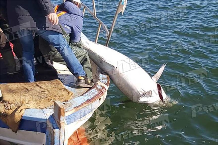 Μεγάλη ψαριά στην Πρέβεζα: Τόνο 130 κιλών έβγαλε ψαράς